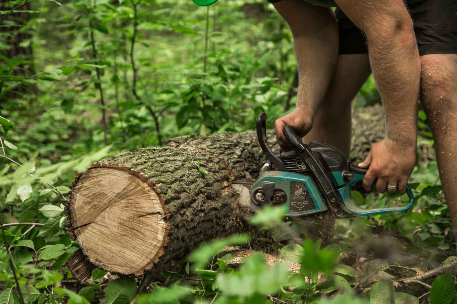 Best Tree Removal Cost  in Mary Esther, FL